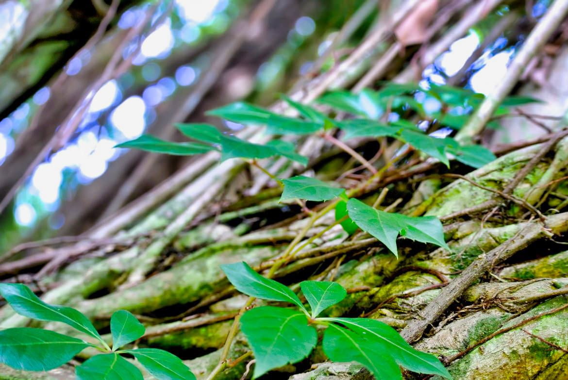 Intertwined Dux Communications